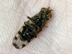 Ulidiidae
