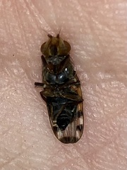 Ulidiidae