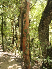 Podocarpus laetus