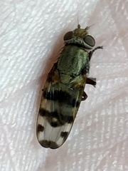 Ulidiidae