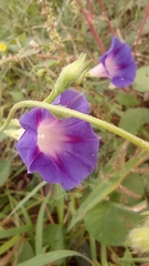 Ipomoea purpurea