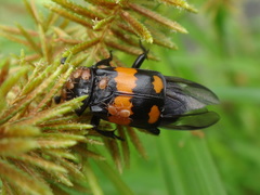 Nicrophorus hebes