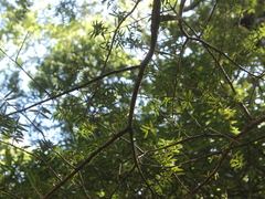 Podocarpus laetus