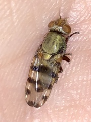 Ulidiidae