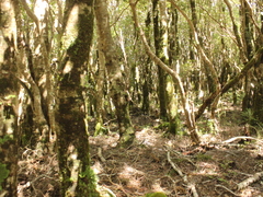 Pterophylla racemosa