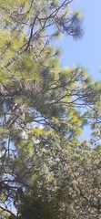 Pinus elliottii