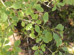 Coprosma foetidissima
