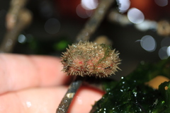 Boltenia villosa