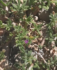 Calibrachoa parviflora