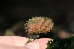 Boltenia villosa