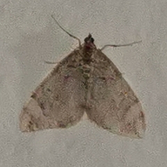 Cidariini