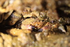 Glebocarcinus oregonensis