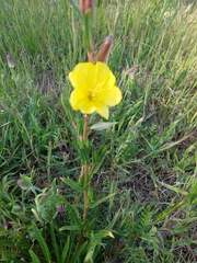 Oenothera stricta