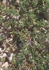 Calibrachoa parviflora