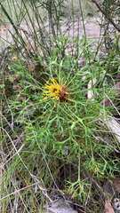Isopogon ceratophyllus