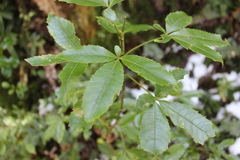 Pseudopanax colensoi