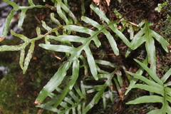 Microsorum novae-zealandiae