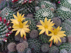 Mammillaria beneckei