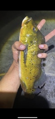 Cichla ocellaris