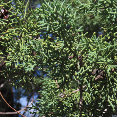 Cupressus arizonica