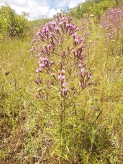 Stevia viscida