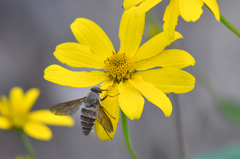 Esenbeckia