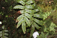 Blechnum procerum