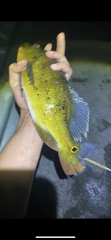 Cichla ocellaris