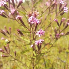 Stevia viscida