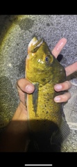 Cichla ocellaris