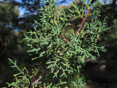 Cupressus arizonica