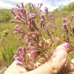 Stevia viscida