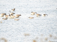 Branta hutchinsii