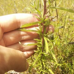 Stevia viscida