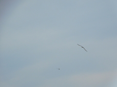 Sterna hirundo