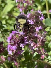 Bombus vosnesenskii