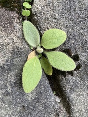Stachys byzantina