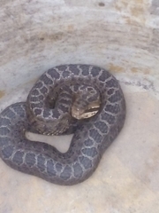 Crotalus triseriatus