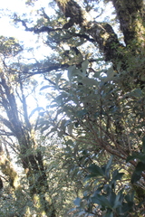 Macrolearia colensoi