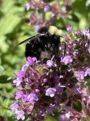 Bombus vosnesenskii