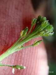 Lepidium desvauxii