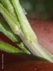 Lepidium desvauxii