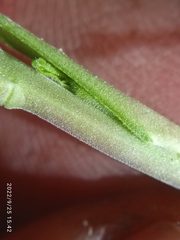 Lepidium desvauxii