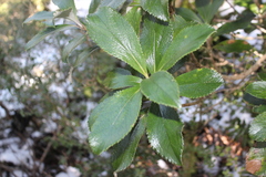 Macrolearia colensoi