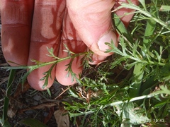 Lepidium desvauxii