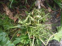 Lepidium desvauxii