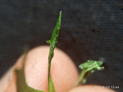 Lepidium desvauxii