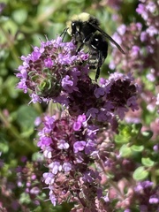 Bombus vosnesenskii