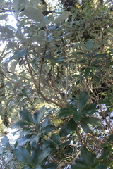 Macrolearia colensoi