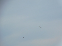 Sterna hirundo